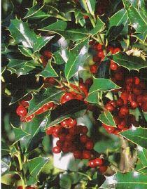 Le Houx, branche de Noël