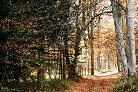 Une photo pour « un regard sur l’Auvergne »
