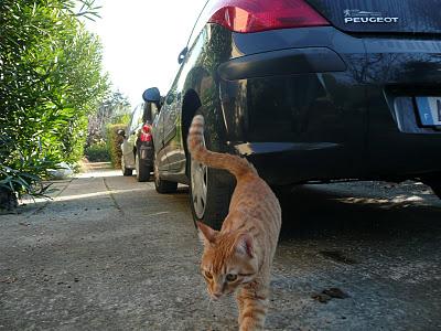 Mon nouveau visiteur...