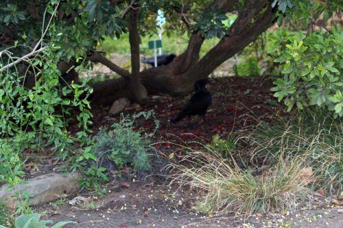 arbutus paris 4 déc 2011 072 (2).jpg