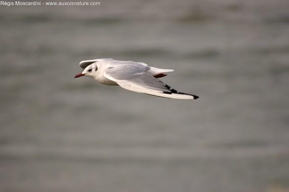 mouette rieuse nette 585x390 Comment faire pour photographier des oiseaux en vol – Partie 2