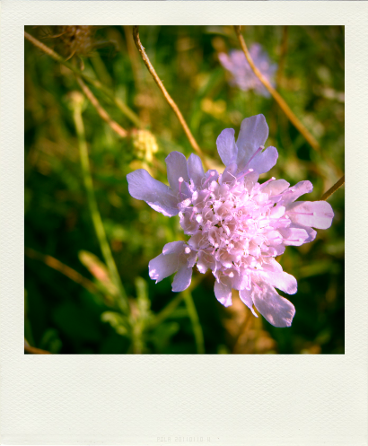 Fleurs d'Automne (2)