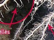 arbre, c'est comment olivier vous repond.