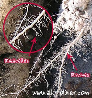 Les racines des arbres