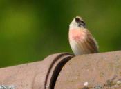 Emblème l'étourderie malgré elle