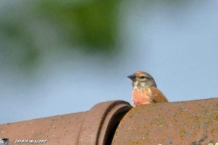 Linotte-melodieuse-male-2