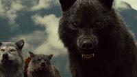 Nouvelles images des loups du wolfpack (Jacob et Sam)