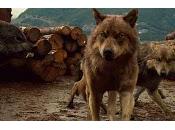 Nouvelles images loups wolfpack (Jacob Sam)