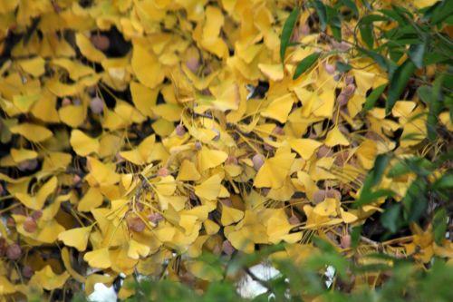 ginkgo paris 4 déc 2011 124 (6).jpg