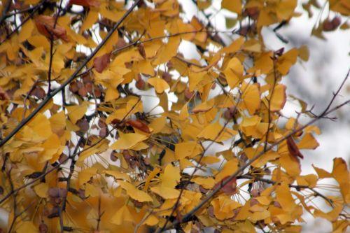 ginkgo paris 4 déc 2011 124 (5).jpg