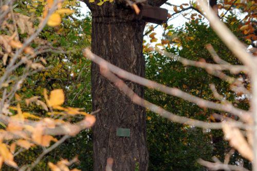 ginkgo paris 4 déc 2011 124 (8).jpg