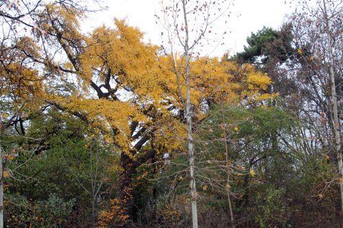 ginkgo paris 4 déc 2011 124 (3).jpg