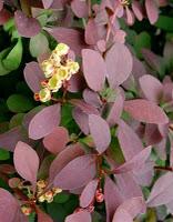 Combiner les couleurs au jardin