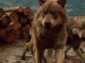 Pics Jacob wolves from Breaking Dawn