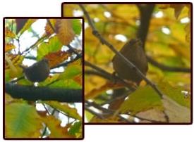 Un tout petit piaf qui crie comme un âne
