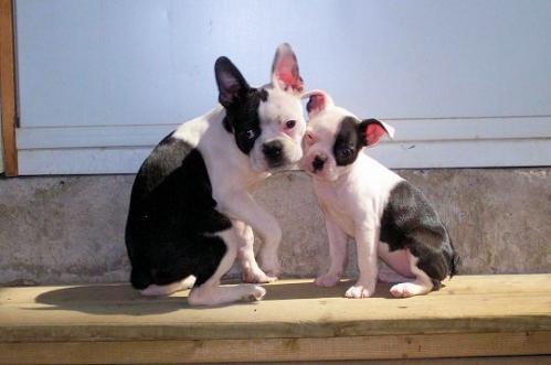 Et si nous étions tous ‘homophiles’?