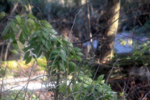 3 palmensis 12 déc 2011 007.jpg