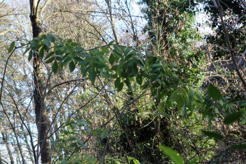 2 palmensis 12 déc 2011 009.jpg