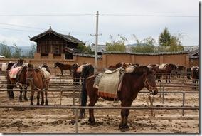 Yunnan2011_1053