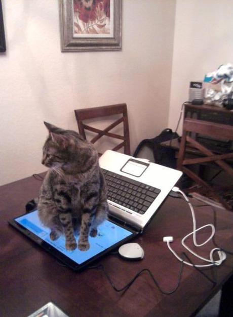 Certains chats ne sont PAS les meilleurs amis du scénariste, épisode 2