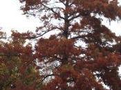 Taxodium, l'embrasement final