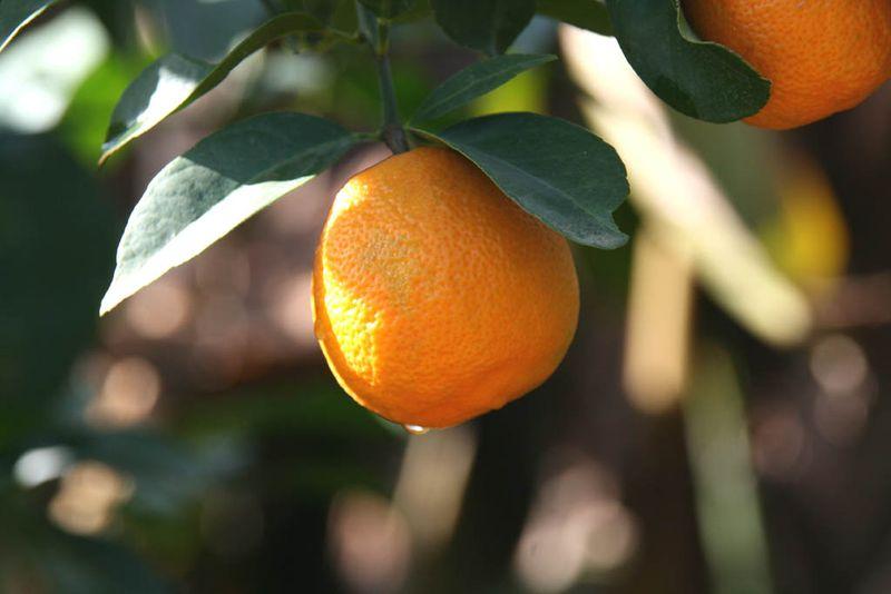 Citrus × jambhiri Rossa Santa Barbara