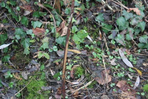 taxodium tronc 1 romi 15 déc 2011 030.jpg