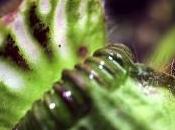 Leurrer pour mieux attraper