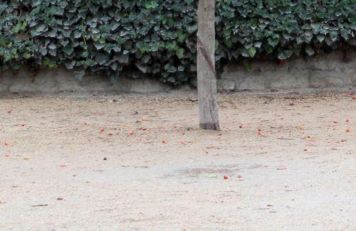 evereste sol paris 4 déc 2011 079.jpg