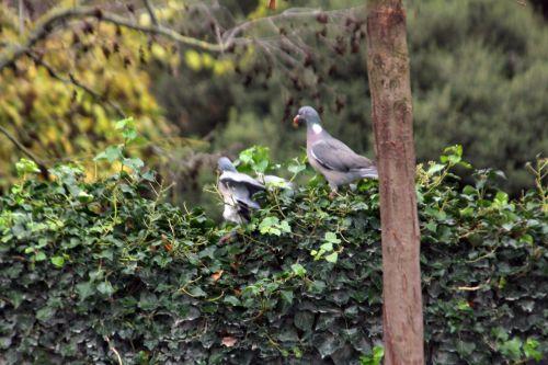 pigeon paris 4 déc 2011 086.jpg