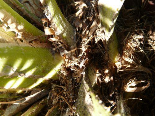 Traitement des palmiers contre le charançon rouge (Rhynchophorus ferrugineus)