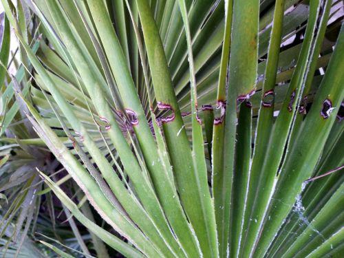 Traitement des palmiers contre le charançon rouge (Rhynchophorus ferrugineus)