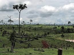 deforestation-copie-1.jpg