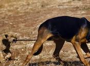 animaux dimanche "séquence chou"