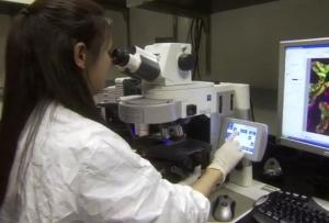 DIABÈTE et OBÉSITÉ: Espoir d’un anticorps contre le diabète de type 2 – Science Transational Medicine