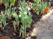 perce-neige d'abord, neige c'est plus tard