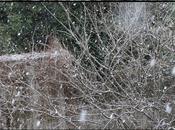 plaisante plus Lâcher gros flocons (help