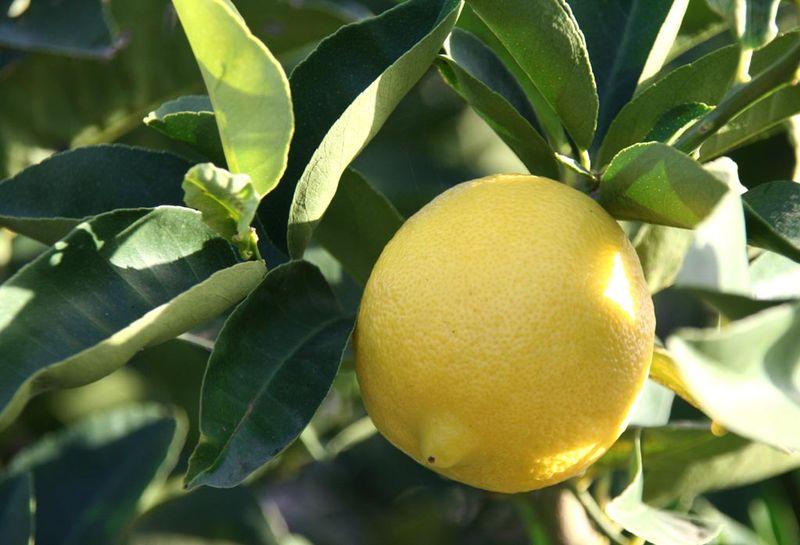 Citrus Limon Vaniglia rotondo dolce del brasile