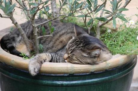 Chat endormi