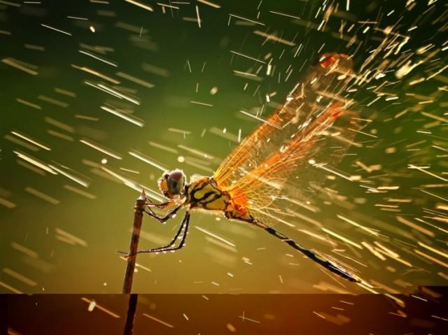 national-geographic-photo-contest-16