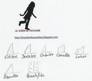 Identifier une plante (1)