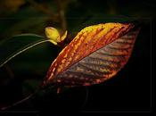 Feuille morte Haïku d'or