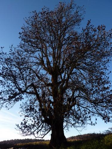 blog littéraire de christian cottet-emard,frêne,épicéa,promenade,jura,franche-comté,noël,fête,nature,arbre,photographie