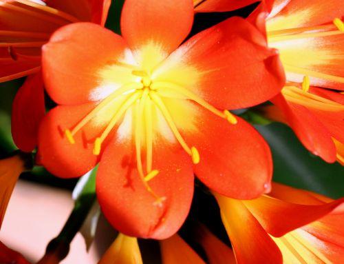 clivia 1 fleur 003.jpg