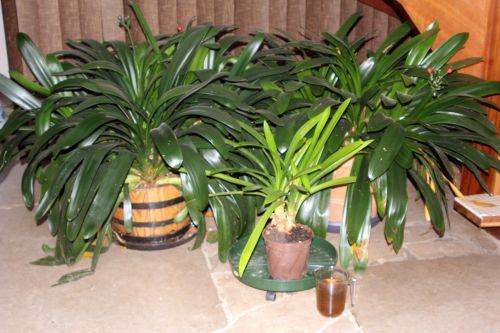 1 clivia 22 déc 2011 012.jpg