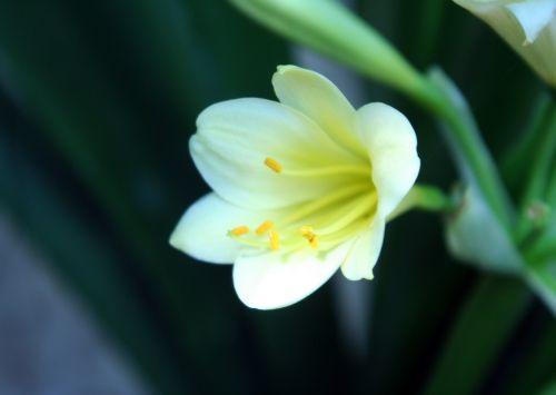 clivia 2 jaune 3 juin 004.jpg