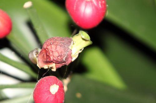 4 clivia 22 déc 2011 013.jpg