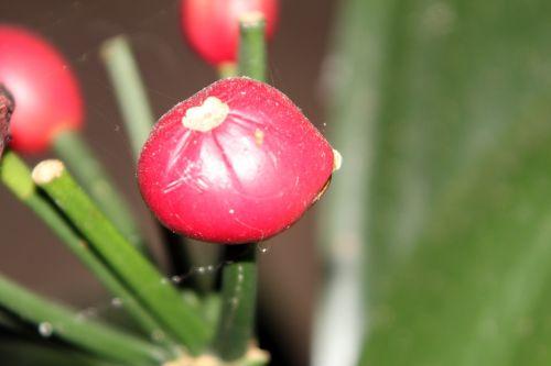 5 clivia 22 déc 2011 004.jpg