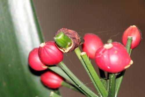 3 clivia 22 déc 2011 003.jpg