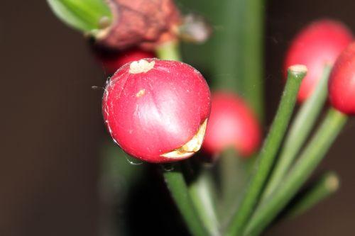 6 clivia 22 déc 2011 005.jpg